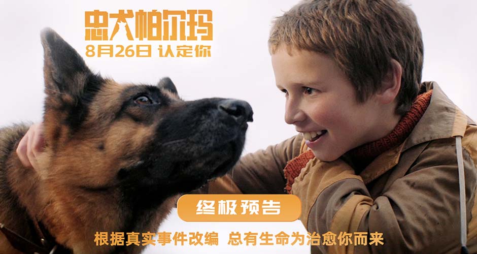 电影《忠犬帕尔玛》发布终极预告826上映 总有生命为治愈你而来