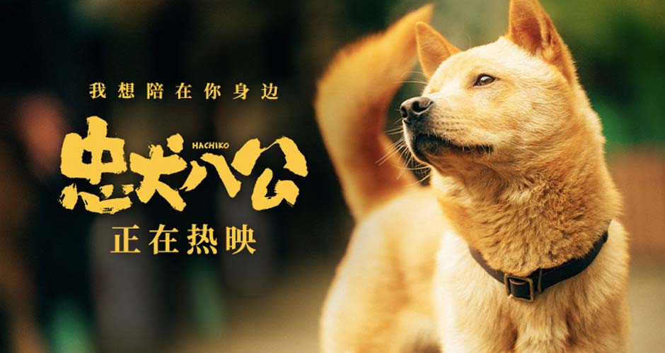 中国版《忠犬八公》全新特辑曝光 狗狗主演竟是流浪狗